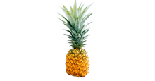 Load image into Gallery viewer, Golden Pineapple (Ananas comosus)