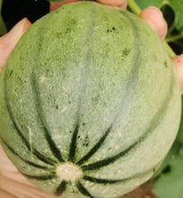 Load image into Gallery viewer, Honey Rock Melon Seeds - Plant and Heal