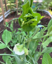 Load image into Gallery viewer, Sugar Snap Peas Seeds - Plant and Heal
