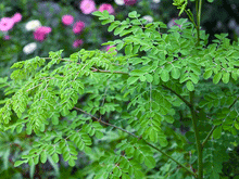 Load image into Gallery viewer, Moringa PKM 1 Seeds - Plant and Heal