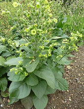 Cargar imagen en el visor de la galería, Sacred Wyandot Tobacco Seeds - Plant and Heal