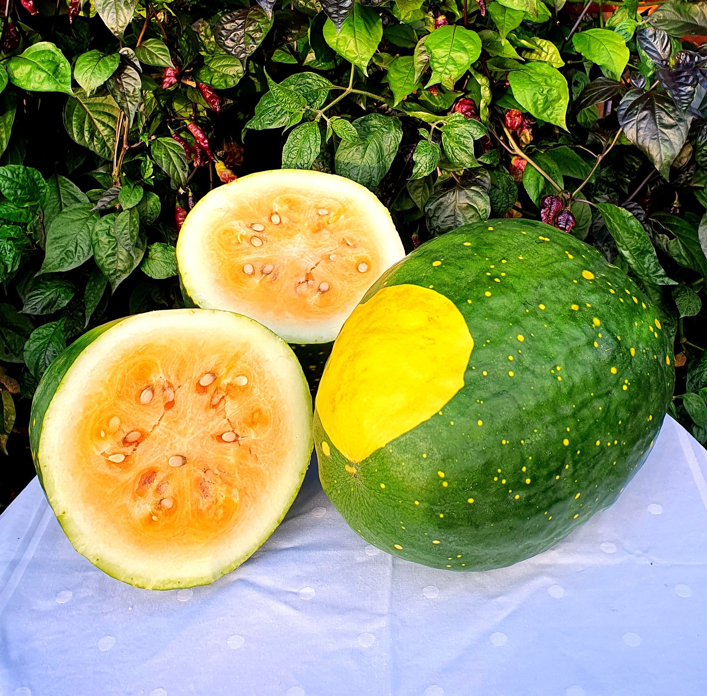Graines De Pastèque 'Moon & Stars' Jaune | 50 Graines Non OGM, Héritage | Citrullus Lanatus