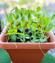 Load image into Gallery viewer, Sugar Snap Peas Seeds - Plant and Heal