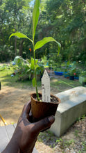 Load image into Gallery viewer, Peruvian Ginger Live Plant - Plant and Heal