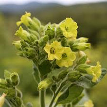 Cargar imagen en el visor de la galería, Sacred Wyandot Tobacco Seeds - Plant and Heal