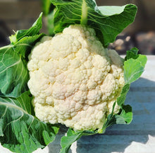 Load image into Gallery viewer, Self Blanche Cauliflower Seeds - Plant and Heal