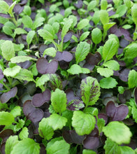 Load image into Gallery viewer, Red Garnet Mustard Seeds - Plant and Heal