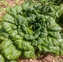 Load image into Gallery viewer, Vitaminna Chinese Cabbage Seeds - Plant and Heal