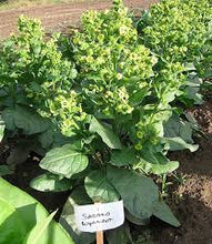 Cargar imagen en el visor de la galería, Sacred Wyandot Tobacco Seeds - Plant and Heal