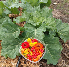 Load image into Gallery viewer, Morris Heading Collards Seeds - Plant and Heal