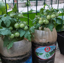 Cargar imagen en el visor de la galería, Red Robin Tomato Seeds - Plant and Heal