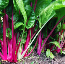 Cargar imagen en el visor de la galería, Pink Lipstick Swiss Chard Seeds - Plant and Heal