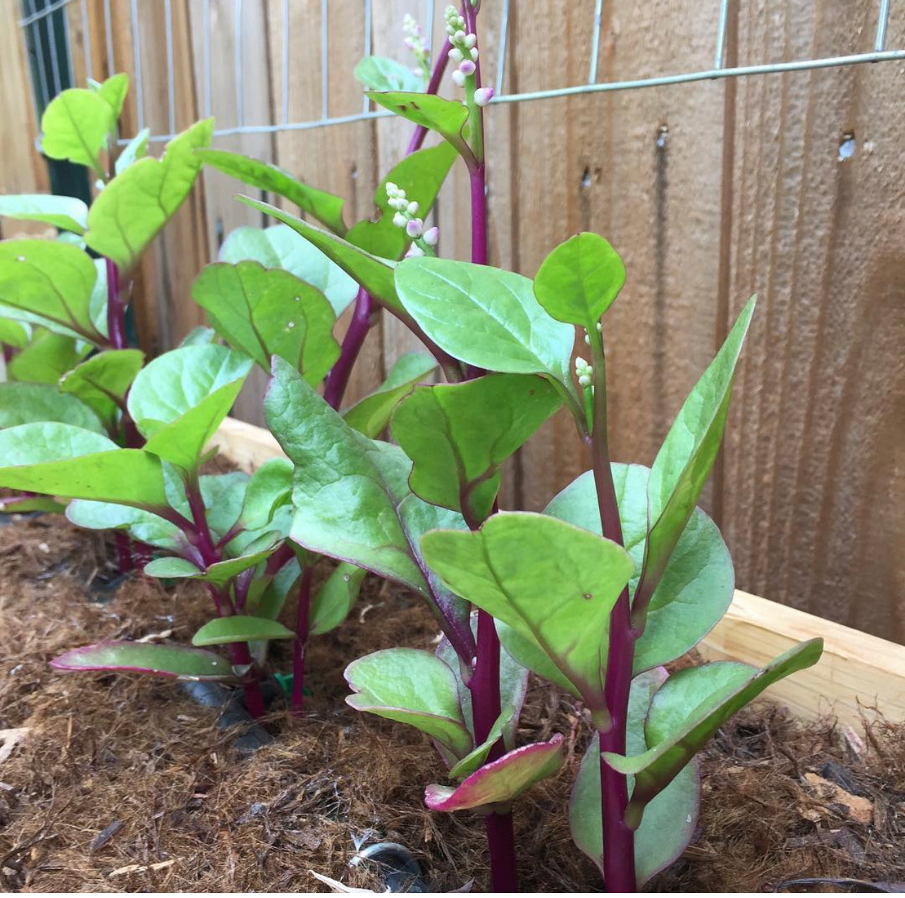 planting malabar spinach seeds Red Malabar Spinach Seeds