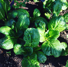 Load image into Gallery viewer, Vitaminna Chinese Cabbage Seeds - Plant and Heal