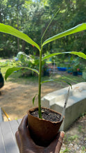 Load image into Gallery viewer, Peruvian Ginger Live Plant - Plant and Heal