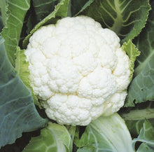 Load image into Gallery viewer, Self Blanche Cauliflower Seeds - Plant and Heal