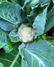 Load image into Gallery viewer, Self Blanche Cauliflower Seeds - Plant and Heal