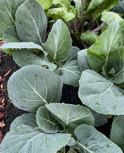 Load image into Gallery viewer, Morris Heading Collards Seeds - Plant and Heal