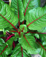 Cargar imagen en el visor de la galería, Pink Lipstick Swiss Chard Seeds - Plant and Heal