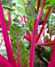 Cargar imagen en el visor de la galería, Pink Lipstick Swiss Chard Seeds - Plant and Heal