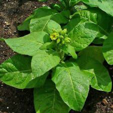 Cargar imagen en el visor de la galería, Sacred Wyandot Tobacco Seeds - Plant and Heal