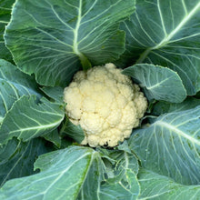 Load image into Gallery viewer, Self Blanche Cauliflower Seeds - Plant and Heal