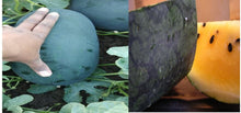 Load image into Gallery viewer, Black Diamond Yellow Belly Watermelon Seeds - Plant and Heal