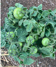 Cargar imagen en el visor de la galería, Red Robin Tomato Seeds - Plant and Heal