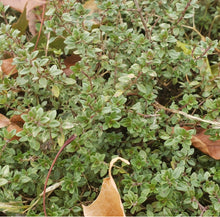 Load image into Gallery viewer, Winter Thyme Seeds - Plant and Heal