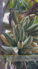 Load and play video in Gallery viewer, White Banana Musa ‘Florida’ Live Plant