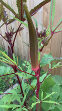Load and play video in Gallery viewer, Red Burgundy Okra Seeds
