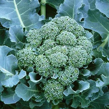 Load image into Gallery viewer, De Cicco (Organic) Italian Broccoli Seeds - Plant and Heal