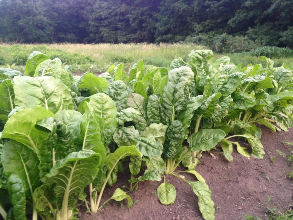 swiss chard seeds planting Fordhook Giant Swiss Chard Seeds