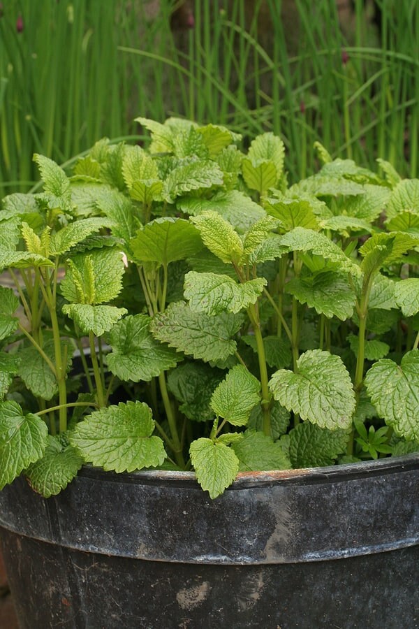 lemon balm seeds planting Lemon Balm (Organic) Herb Heirloom Seeds – Plant and Heal Co