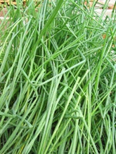 Load image into Gallery viewer, Fine Leaf Chives Heirloom Seeds - Plant and Heal