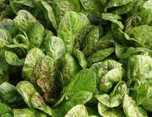 Load image into Gallery viewer, Flashy Trout Back USDA Certified Organic Heirloom Seeds - Plant and Heal