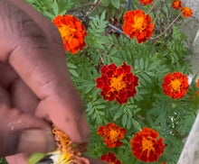Load image into Gallery viewer, French Marigolds Heirloom Seeds - Plant and Heal