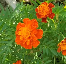 Load image into Gallery viewer, French Marigolds Heirloom Seeds - Plant and Heal