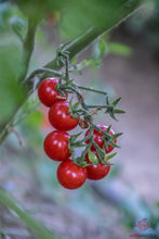Cargar imagen en el visor de la galería, Matt's Wild Cherry Tomato Heirloom Seeds - Plant and Heal