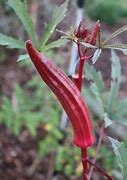 Load image into Gallery viewer, Red Burgundy Okra Heirloom Seeds - Plant and Heal