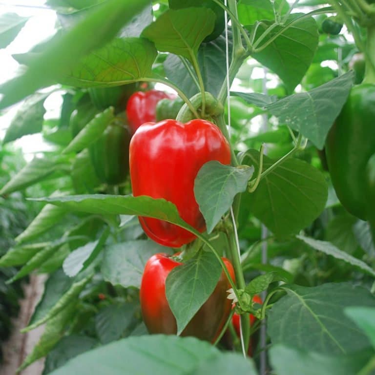 red bell pepper plant from seed Mini Red Sweet Bell Peppers Heirloom Seeds – Plant and Heal Co