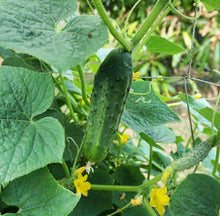 Load image into Gallery viewer, Arkansas Little Leaf H-19 Parthenocarpic Cucumber Seeds - Plant and Heal