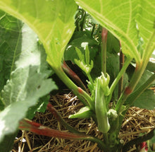 Load image into Gallery viewer, Baby Bubba Dwarf Okra Seeds - Plant and Heal