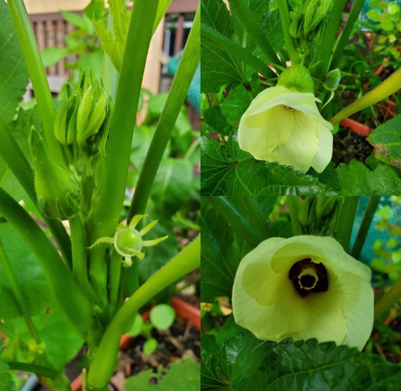 Baby Okra Plant