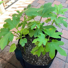 Load image into Gallery viewer, Baby Bubba Dwarf Okra Seeds - Plant and Heal
