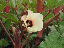 Load image into Gallery viewer, Red Burgundy Okra Heirloom Seeds - Plant and Heal