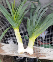Load image into Gallery viewer, American Flag Leeks Heirloom Seeds - Plant and Heal