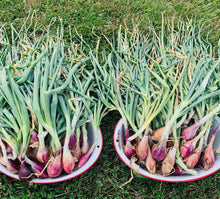 Cargar imagen en el visor de la galería, Red Torpedo Intermediate Day Onion Heirloom Seeds - Plant and Heal