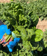 Load image into Gallery viewer, Bloomsdale Long Standing Spinach Heirloom Non-GMO Seeds - Plant and Heal