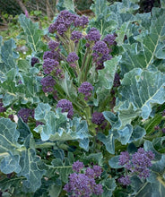Load image into Gallery viewer, Early Purple Sprouting Broccoli Heirloom Seeds - Plant and Heal